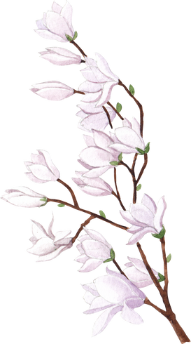 White Flowers in a Branch Watercolor